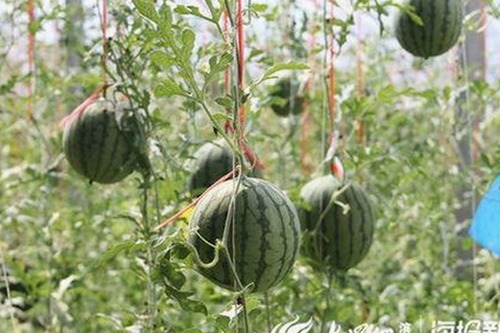 娱乐圈吃瓜事件全记录：从秘密视频到女主持揭秘，真相逐步浮出水面🍿